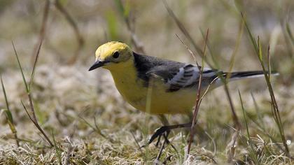 Citrine Wagtail