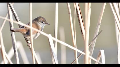 Cetti`s Warbler