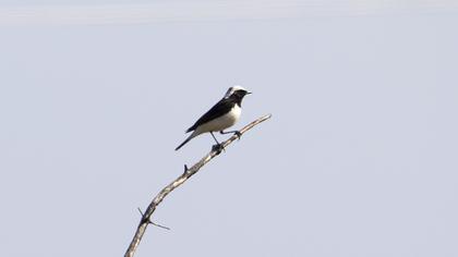 Pied Wheatear