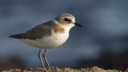 Kentish Plover