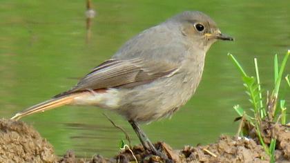 Black Redstart