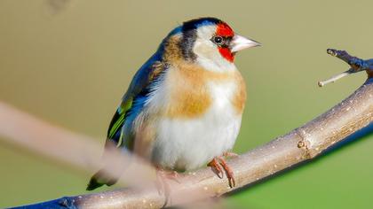 European Goldfinch