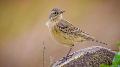 Water Pipit