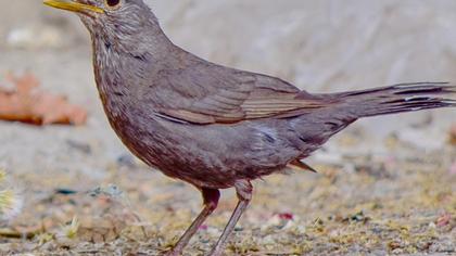 Common Blackbird