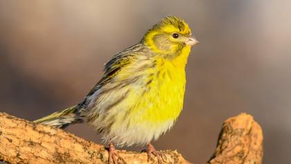 European Serin