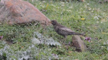 Ring Ouzel