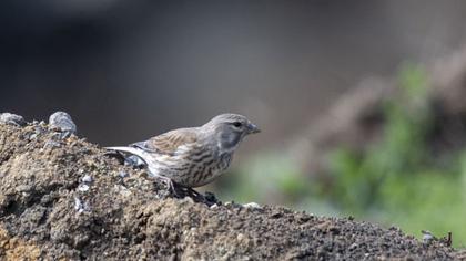 Common Linnet