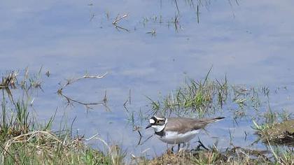 Little Ringed Plover