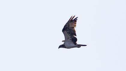 Western Osprey