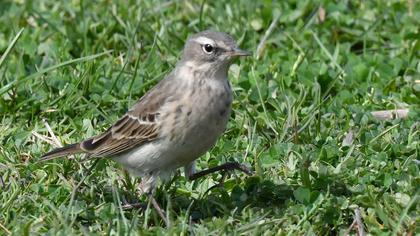 Water Pipit