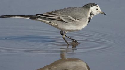 White Wagtail