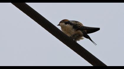 Red-rumped Swallow