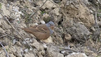 Cretzschmar`s Bunting