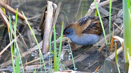 Little Crake
