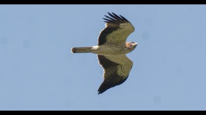 Booted Eagle