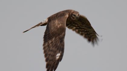 Pallid Harrier