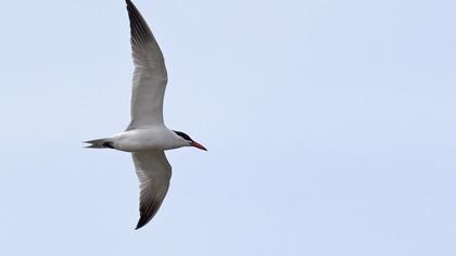Caspian Tern