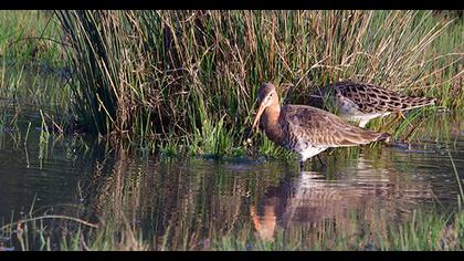 Black-tailed Godwit