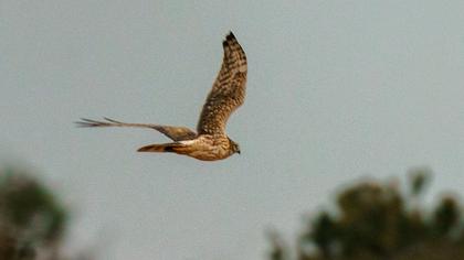 Pallid Harrier