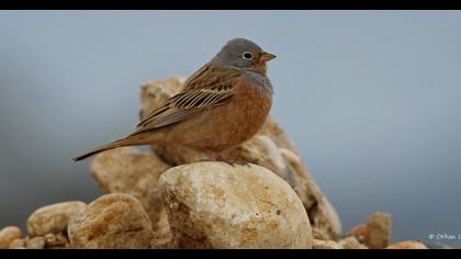 Cretzschmar`s Bunting