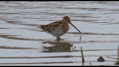 Common Snipe