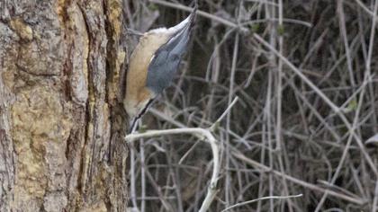 Eurasian Nuthatch