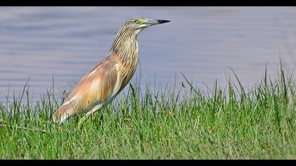 Squacco Heron