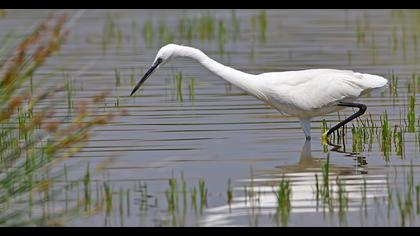 Little Egret