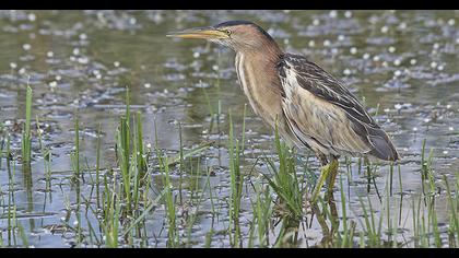 Little Bittern