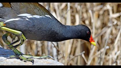 Common Moorhen