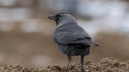 Western Jackdaw