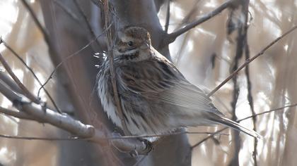 Common Reed Bunting