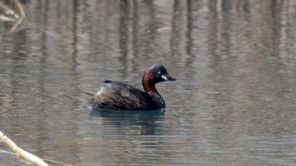 Little Grebe