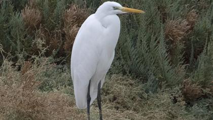 Great Egret