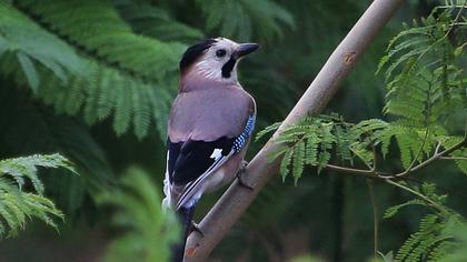Eurasian Jay