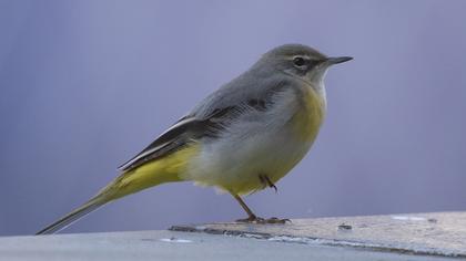 Grey Wagtail