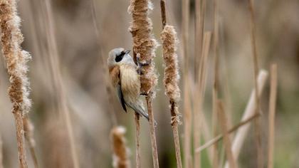 Eurasian Penduline Tit