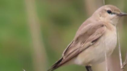 Isabelline Wheatear