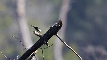 Pied Wheatear