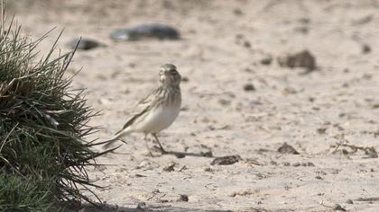 Turkestan Short-toed Lark