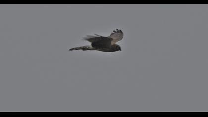 Pallid Harrier