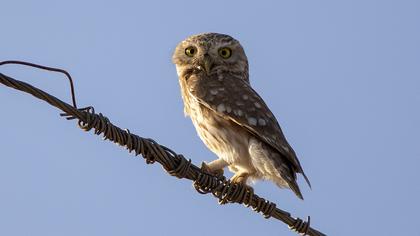 Little Owl