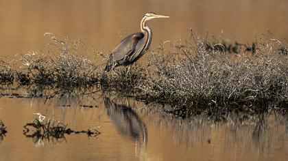 Purple Heron