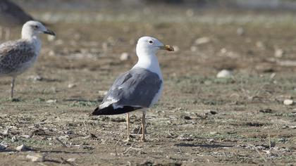 Armenian Gull