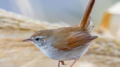 Cetti`s Warbler