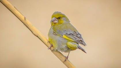 European Greenfinch