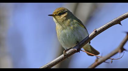 Common Chiffchaff