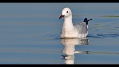 Slender-billed Gull