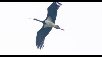 Black Stork