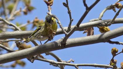 Eurasian Siskin